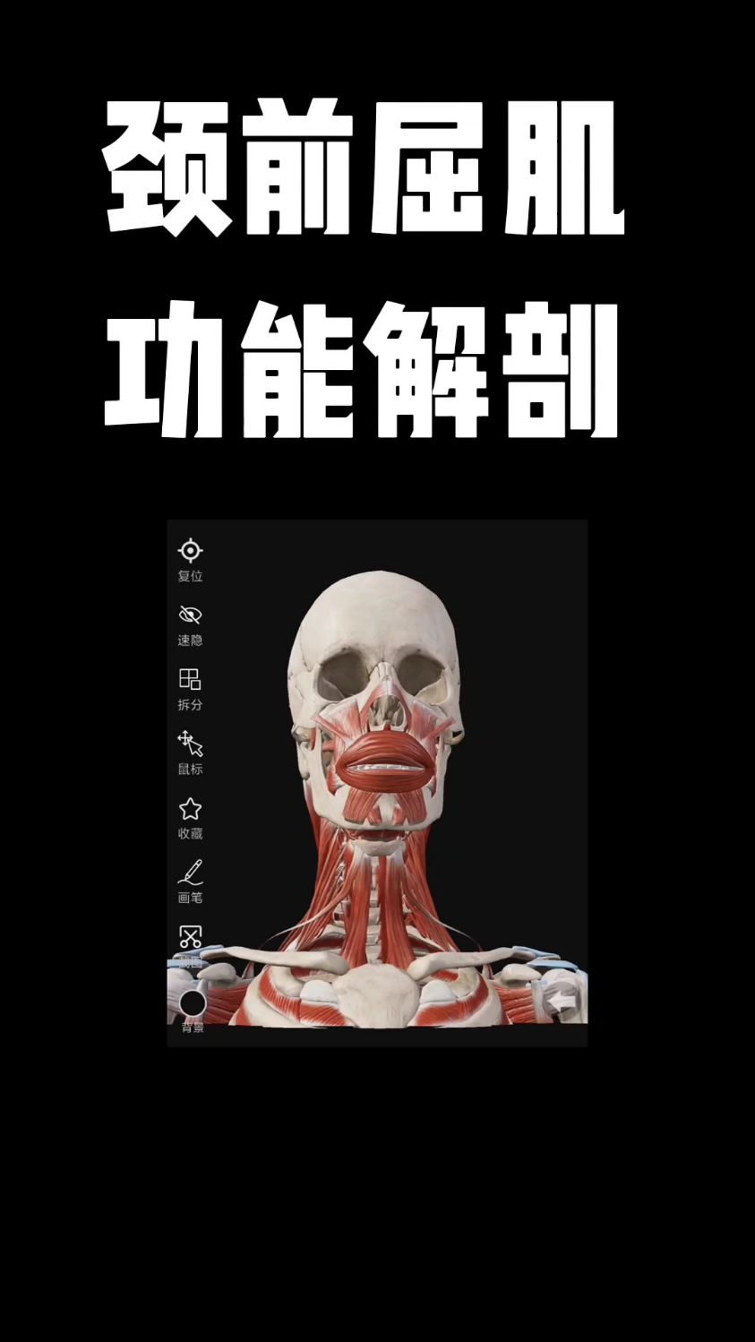 颈前屈肌功能解剖,你学会了吗?