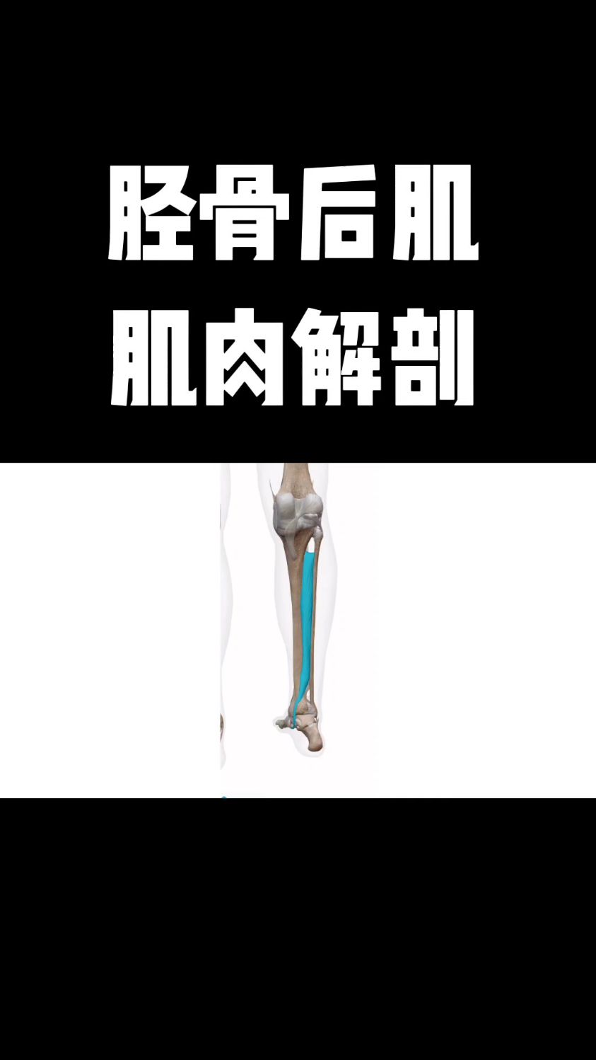 胫骨后肌肌肉功能解剖,你学会了吗?