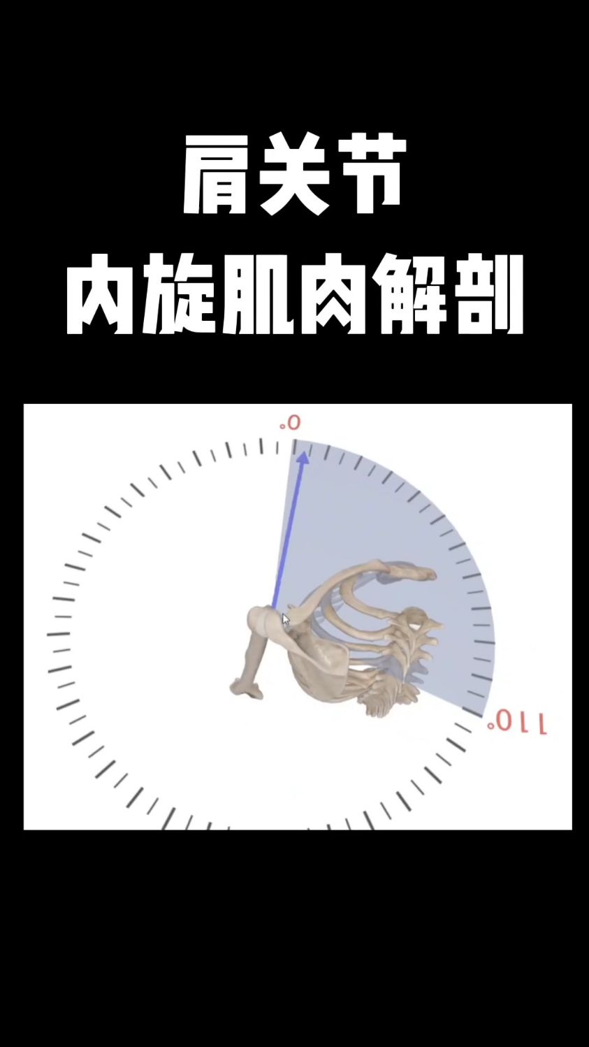 肩关节内旋肌肉有哪些?