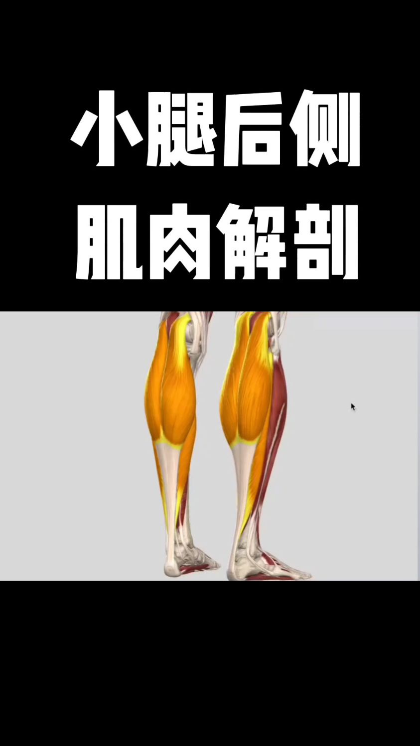 小腿后侧肌肉解剖，你学会了吗？