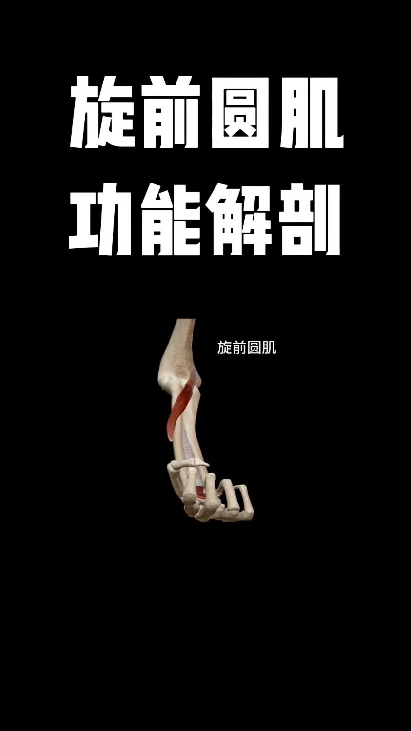 旋前圆肌功能解剖,你学会了吗?