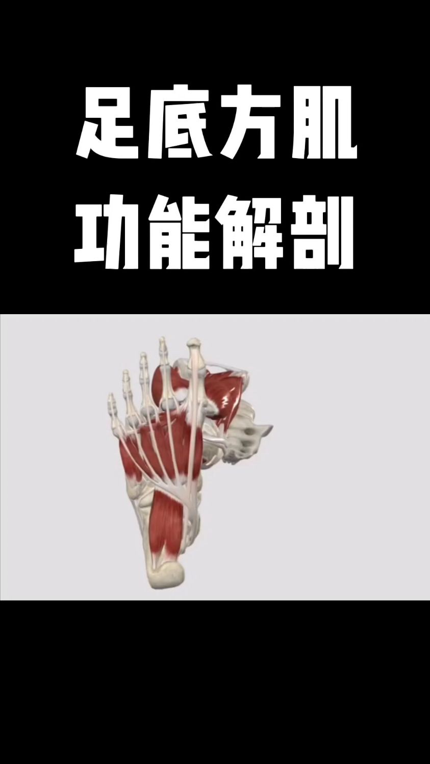 足底方肌功能解剖，你学会了吗？