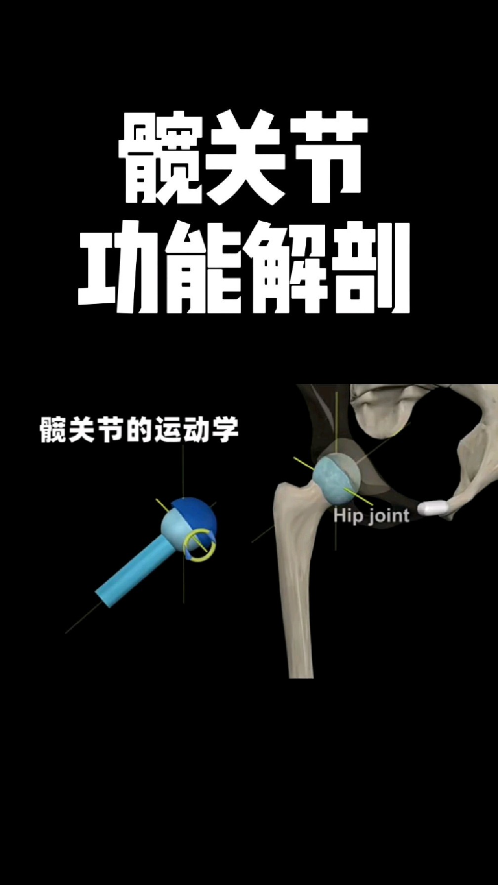 髋关节运动解剖，你学会了吗？