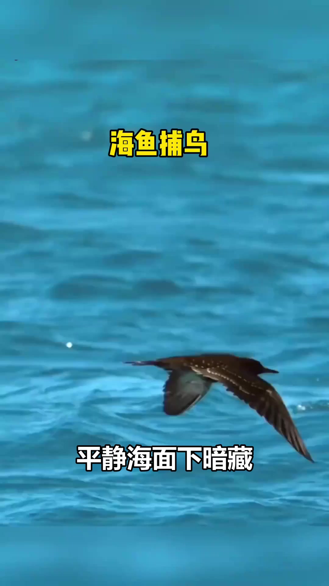 海面杀机！凶猛海鱼跃出水面捕食海鸟，结局惊险刺激！