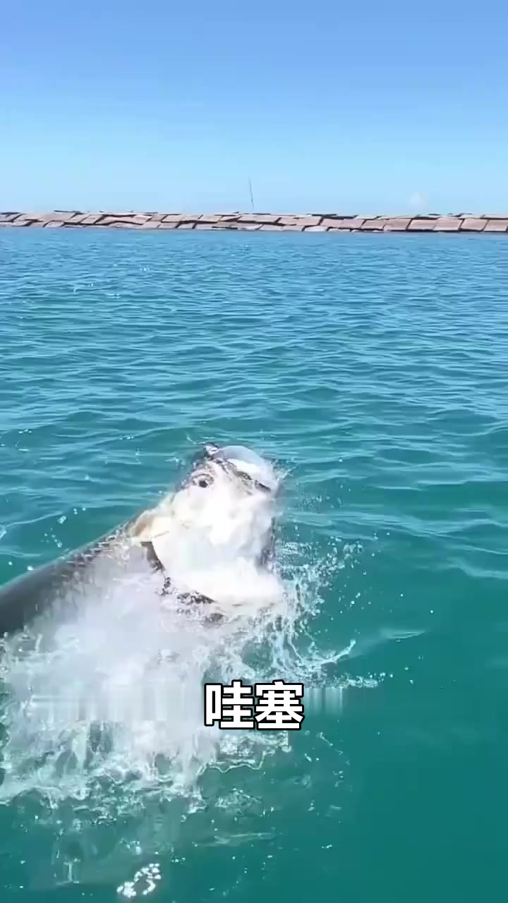 50公斤巨无霸海鱼冲出水面，这力量看得我目瞪口呆！