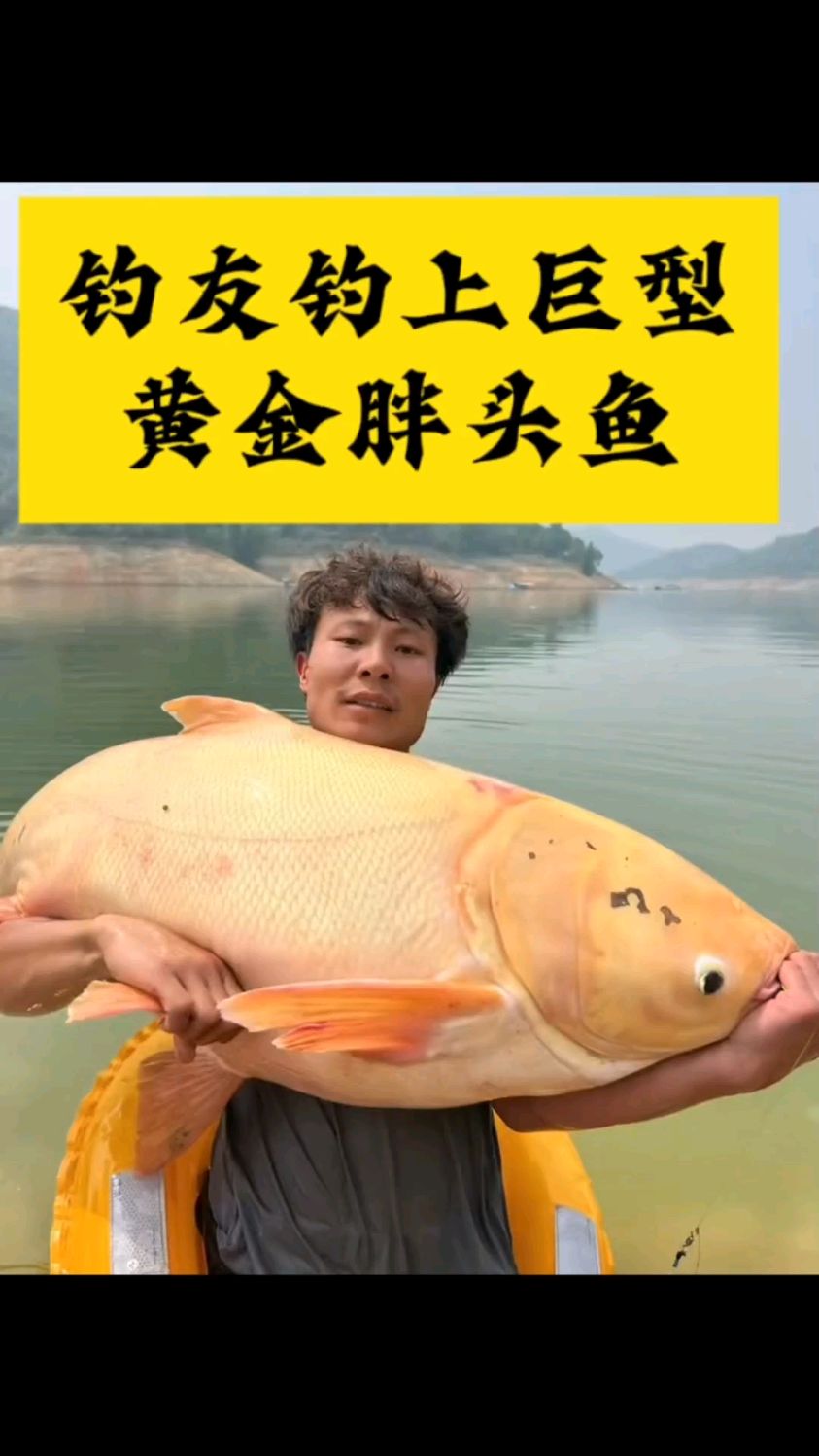 太罕见了！一钓友在某水库钓到巨型黄金鳙鱼后放生。网友：不容易