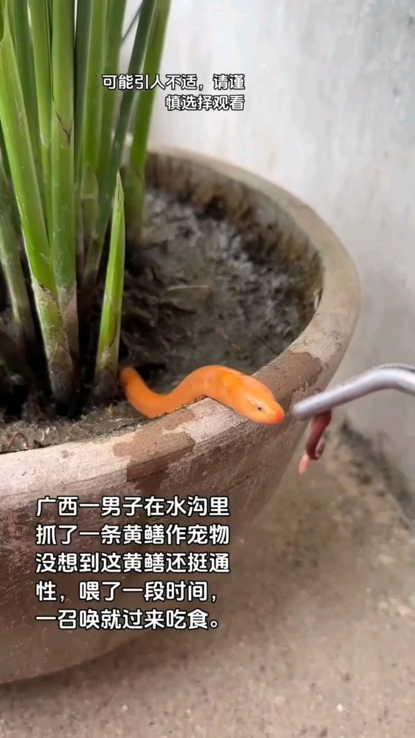 不可思议！广西男子养的金色黄鳝通人性。网友：把苍蝇宠物的更牛