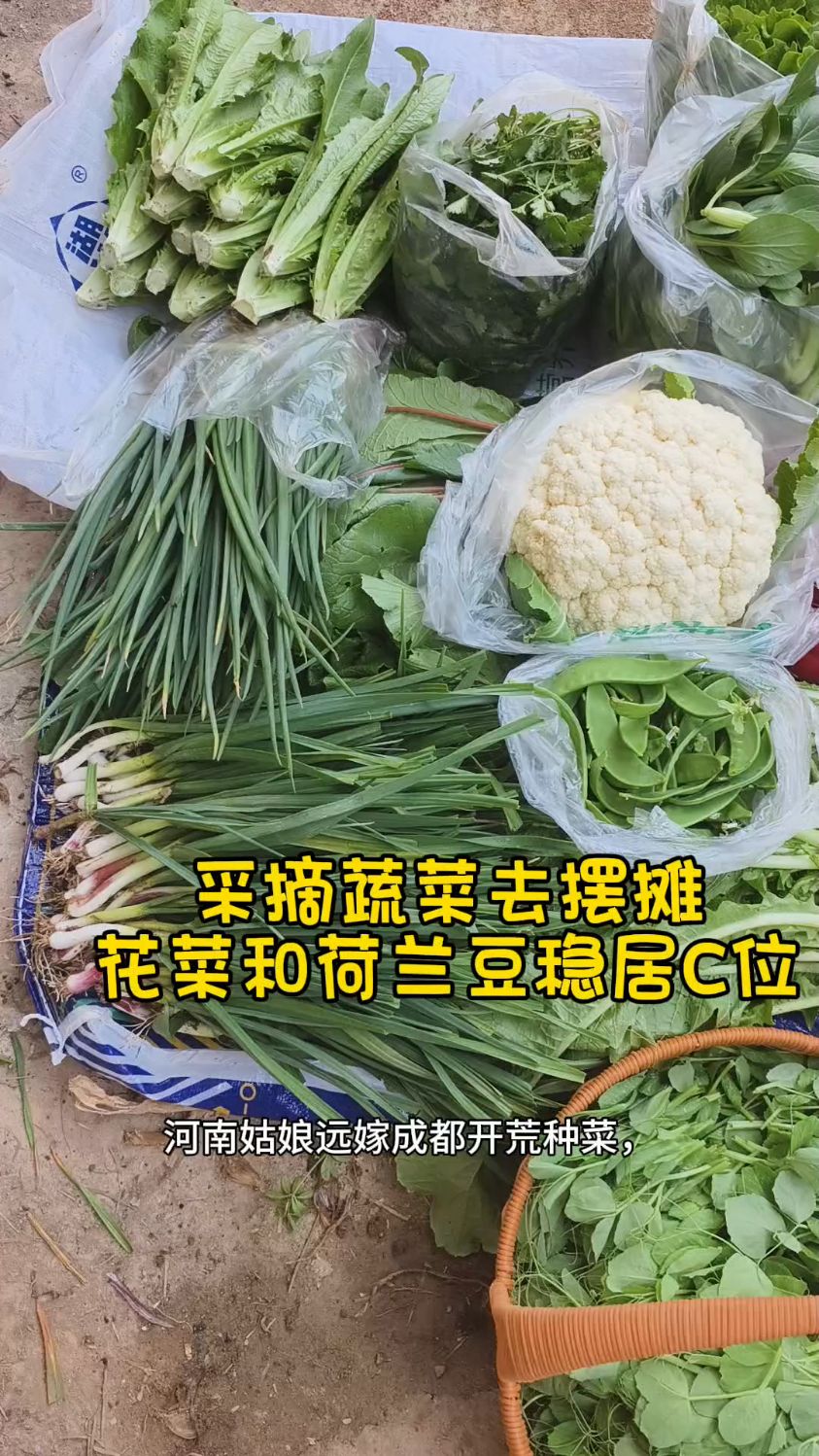 采摘16个品种蔬菜摆摊,总有一款你和家人想吃的!