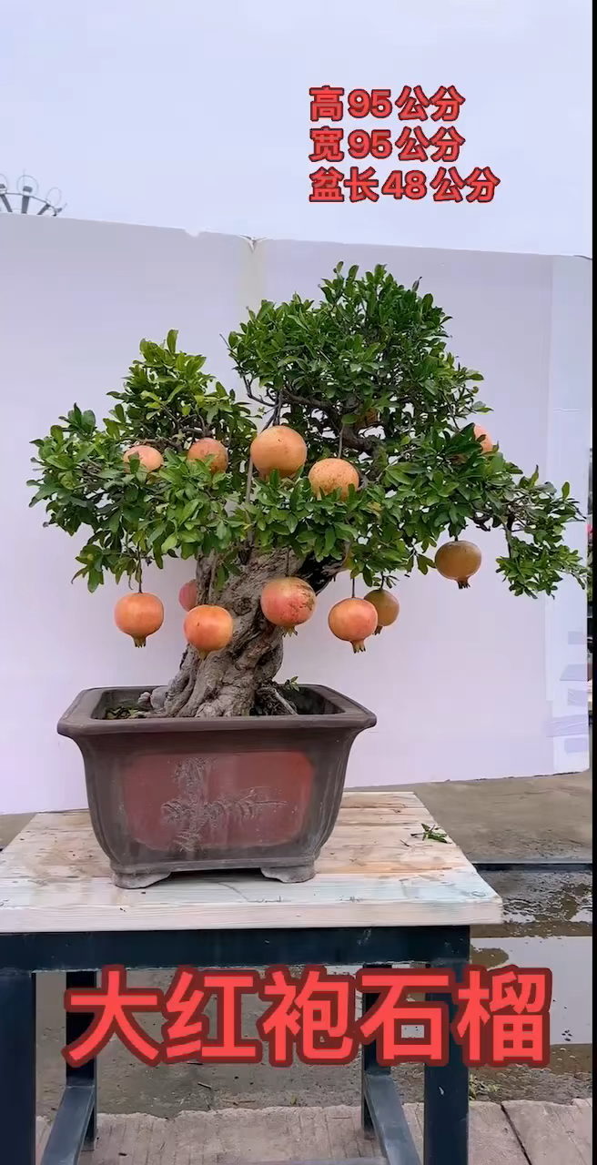 大红袍石榴盆景作品
