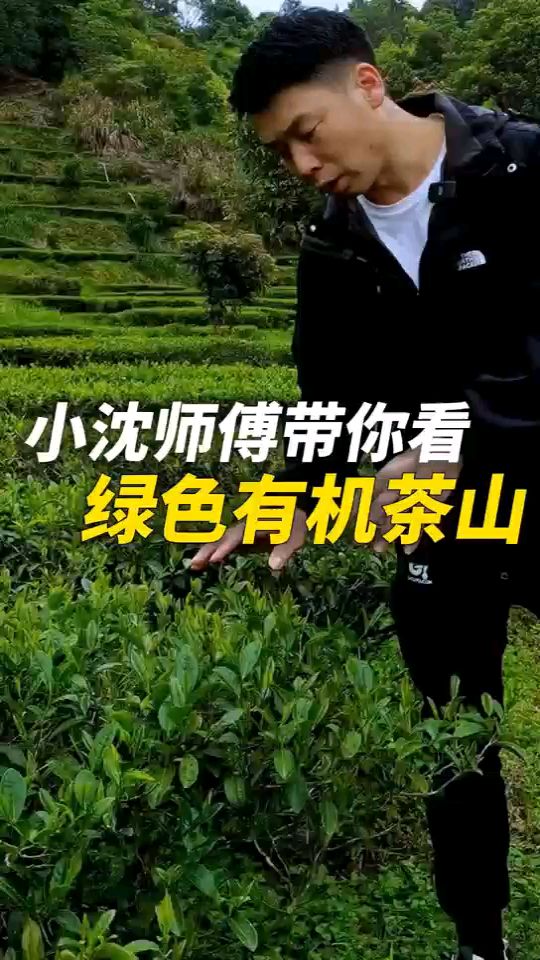 大梅州的有机茶山。#大粤茗珠#有机#茶山#客家炒绿