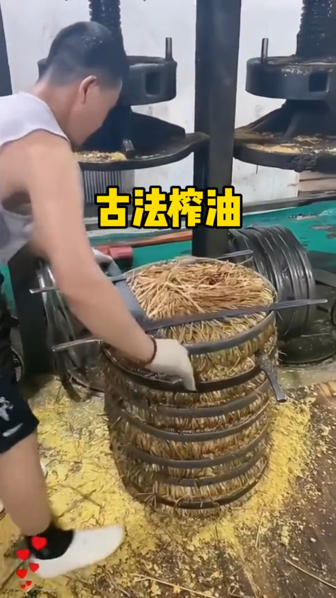 原来这就是榨取菜籽油最古老的方式