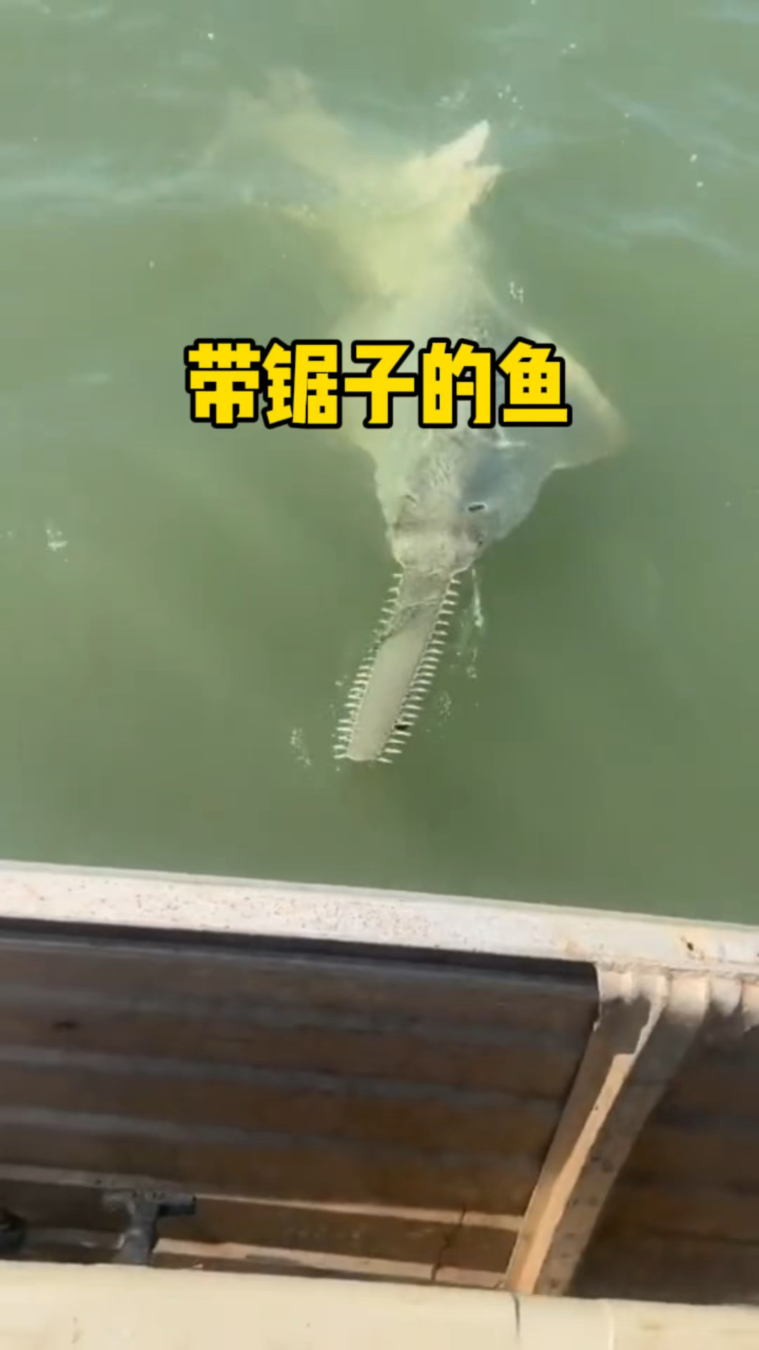 这鱼嘴上为什么长了锯子