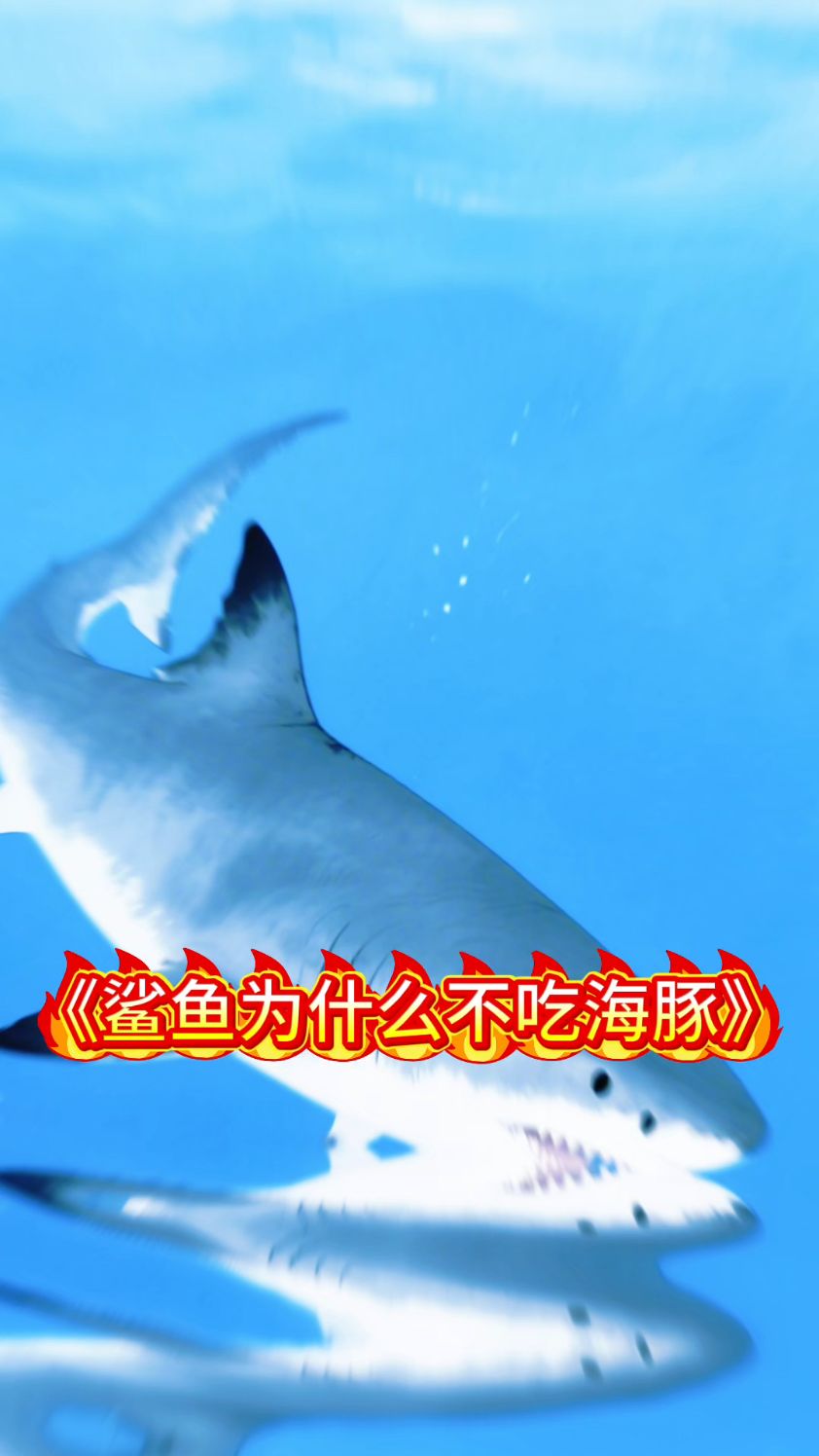 鲨鱼为什么不吃海豚
