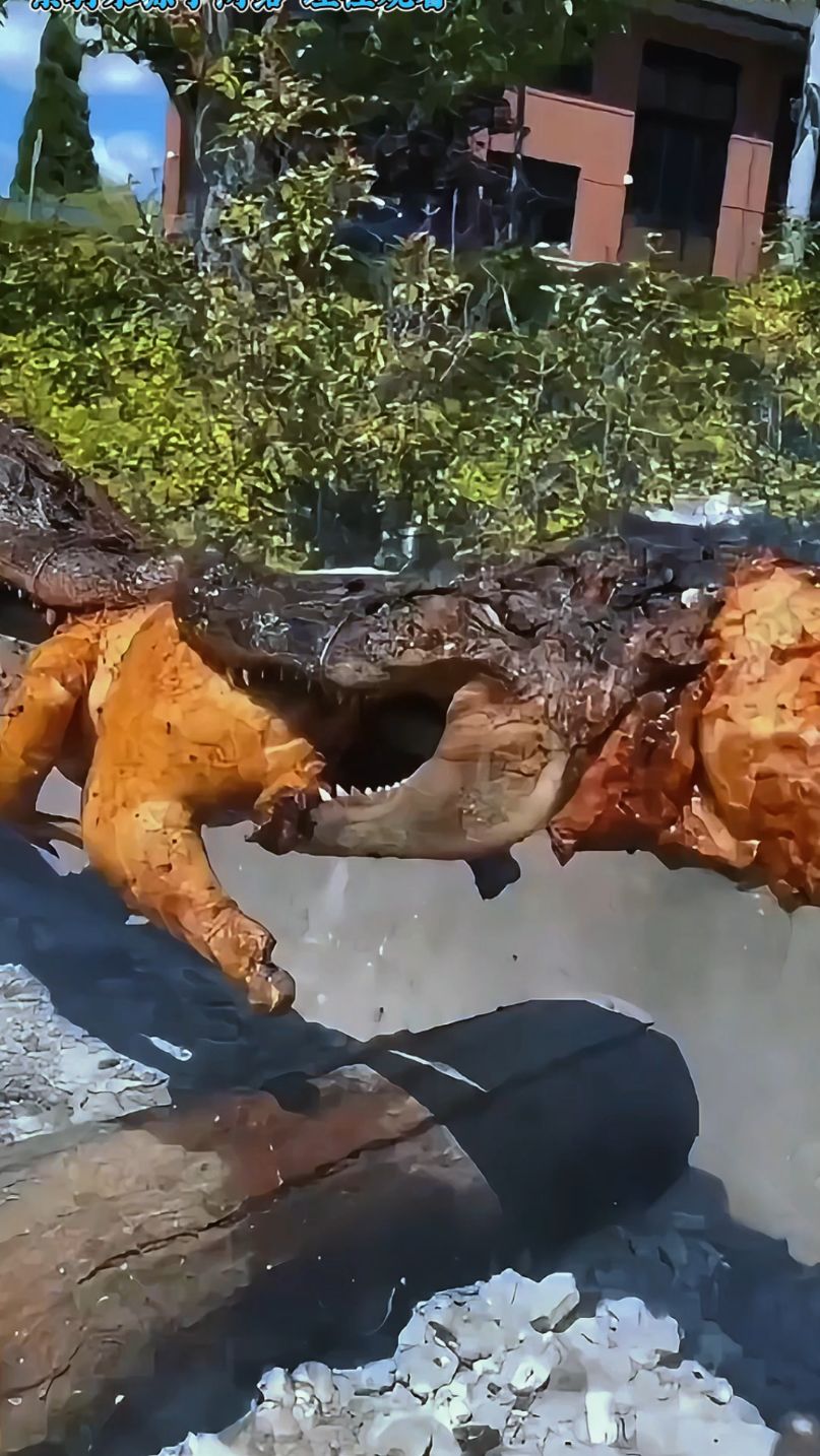 鳄鱼养殖场如何收割鳄鱼?