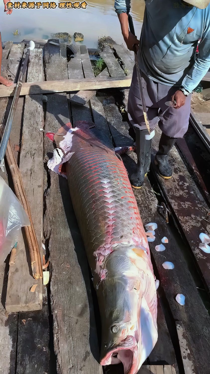 世界上最大的淡水鱼