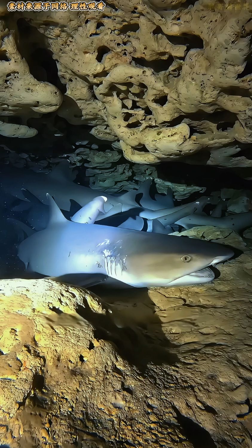 鲨鱼静止状态下也能呼吸
