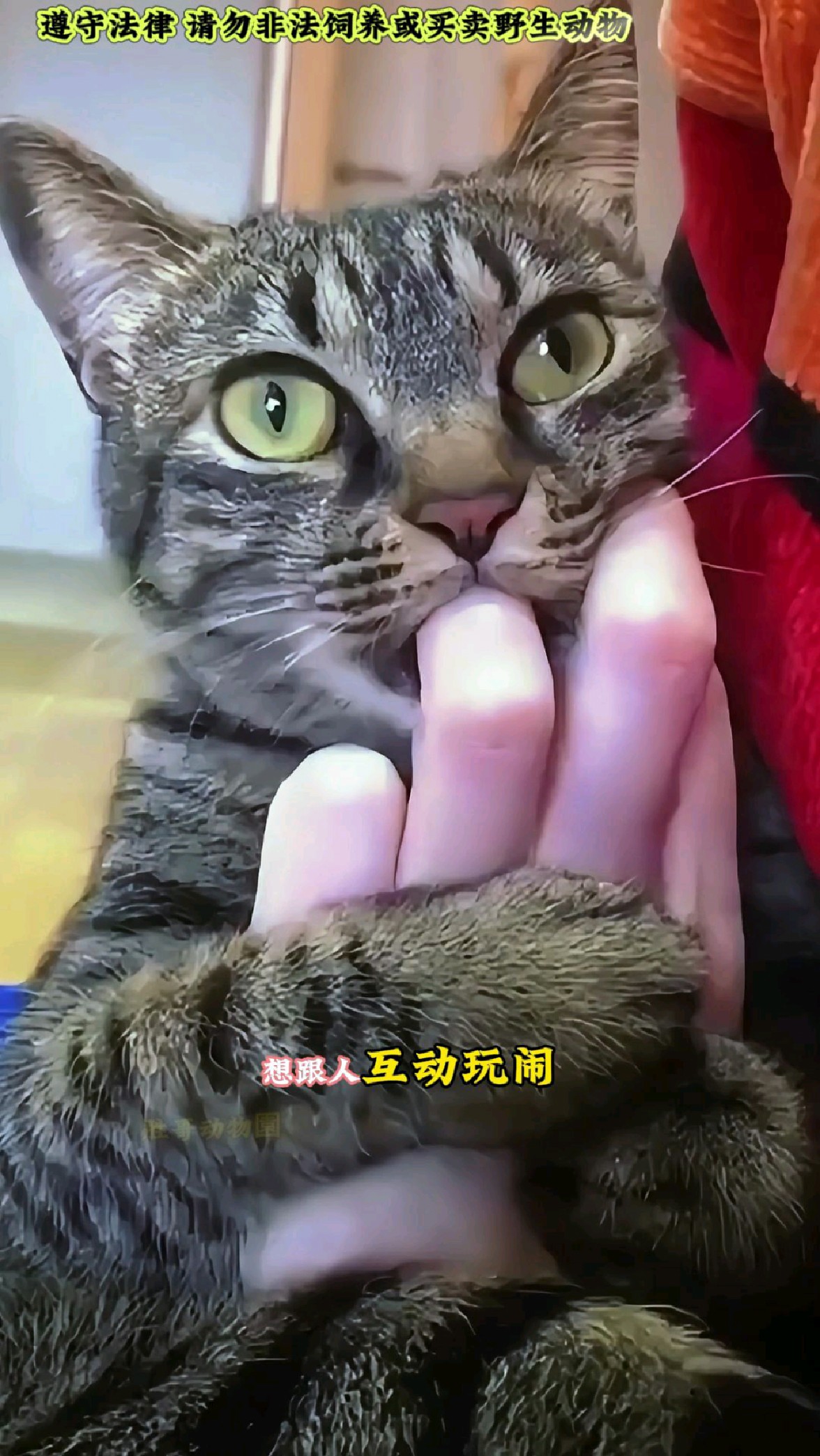 猫咪为啥喜欢假咬你的手指?