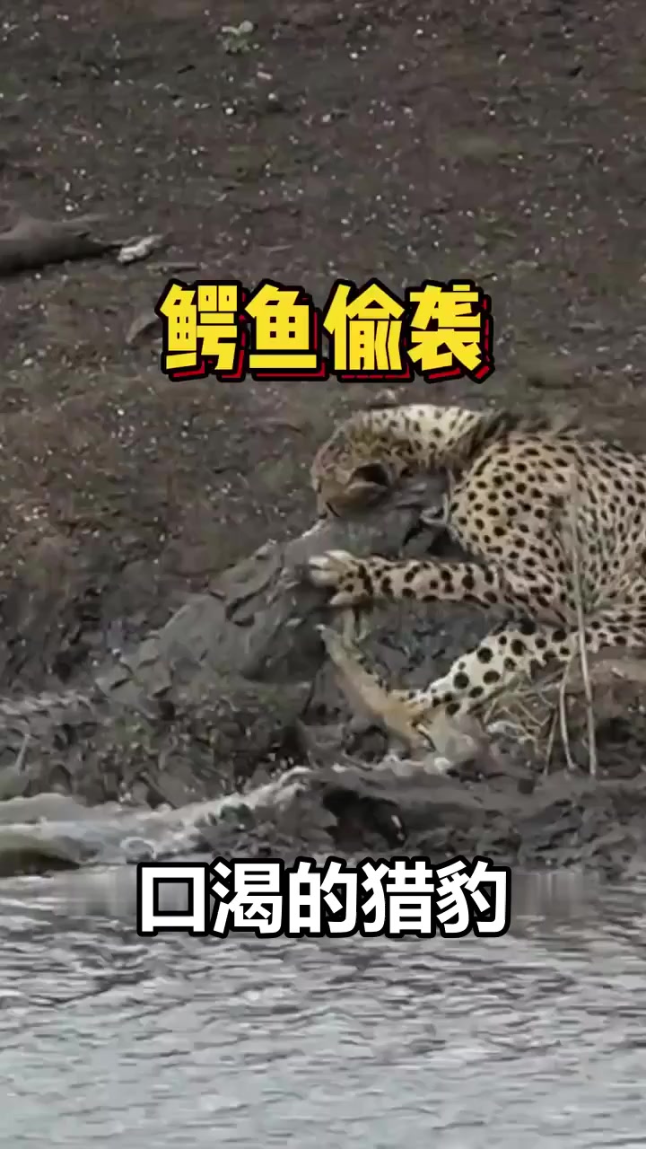 鳄鱼伏击！看它如何捕食口渴的猎豹、疣猪和野狗，惊险瞬间大揭秘