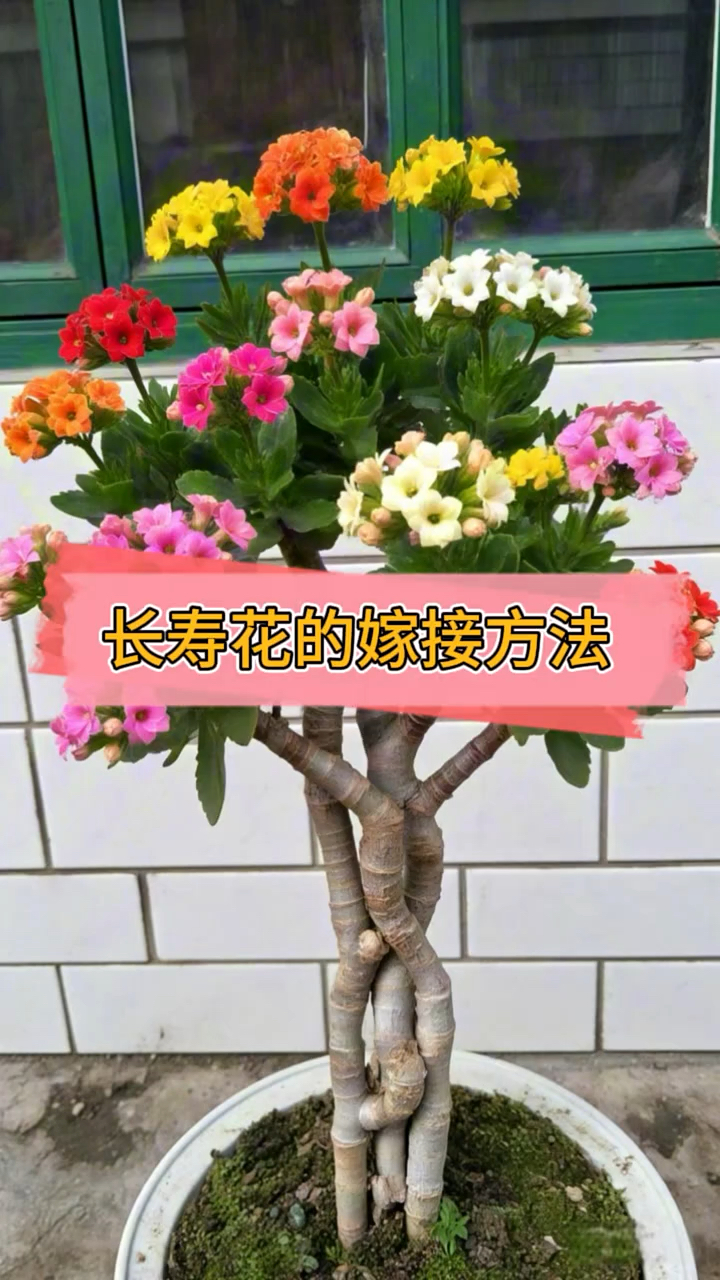 长寿花的嫁接方法
