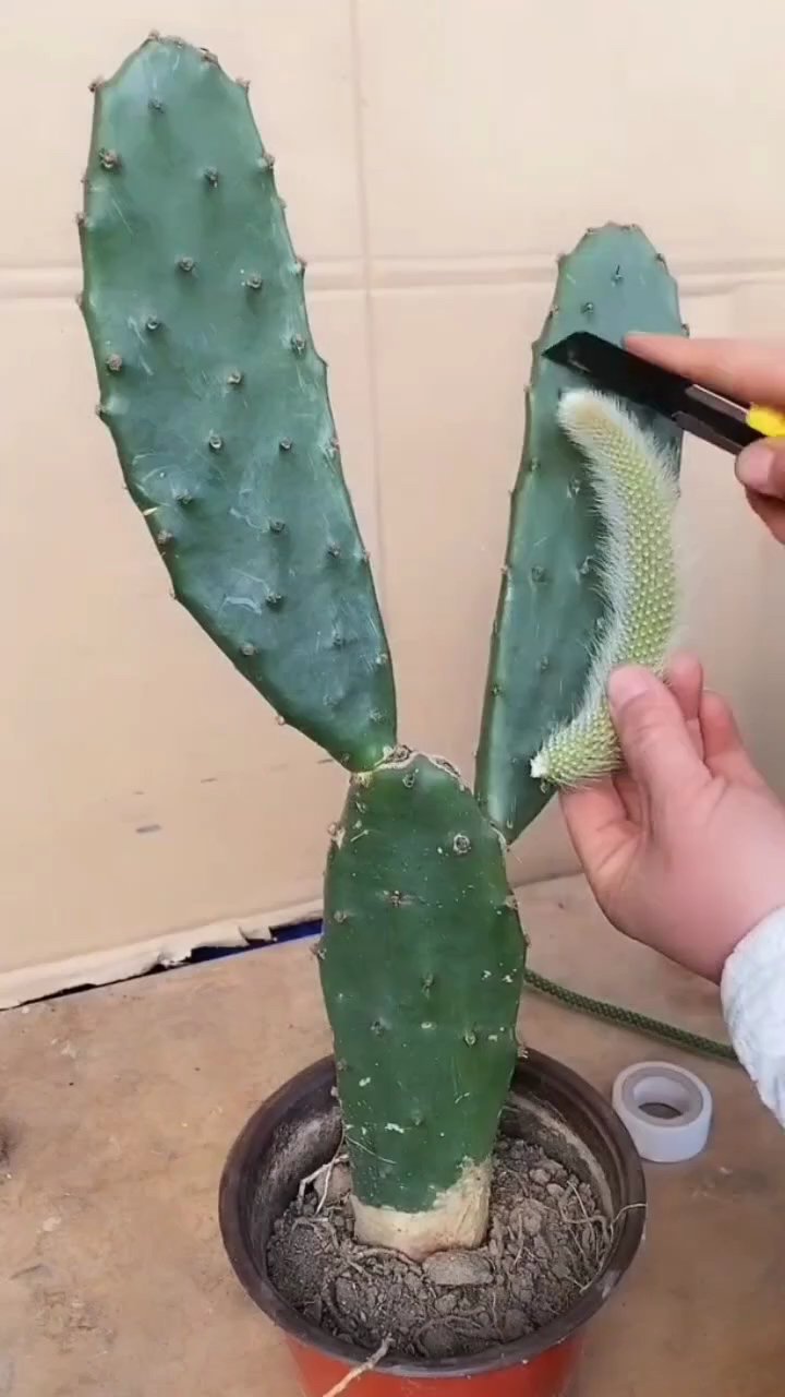 仙人掌无痕嫁接猴尾株