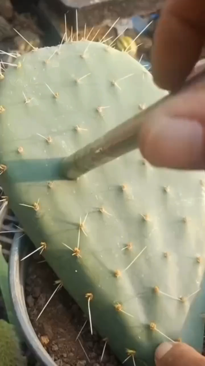 仙人掌修剪嫁接猴尾株