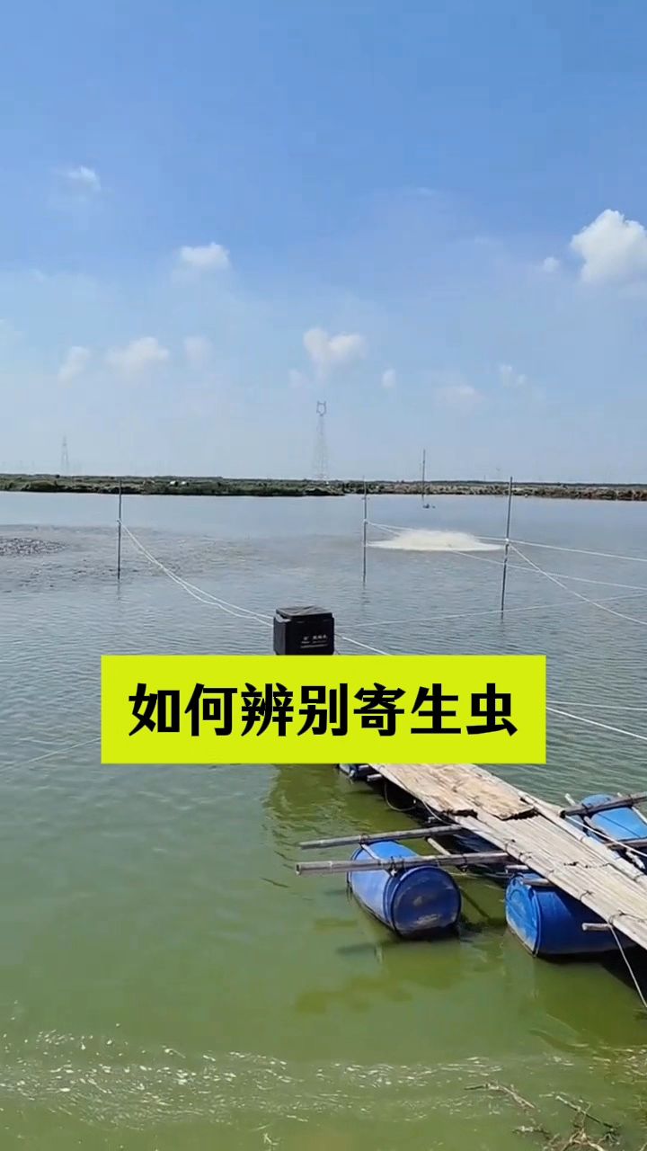 鱼塘如何辨别寄生虫