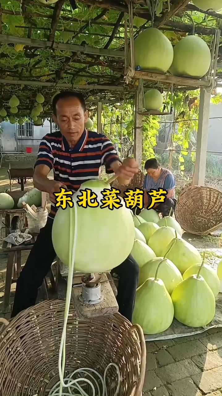 《东北吉林菜葫芦》