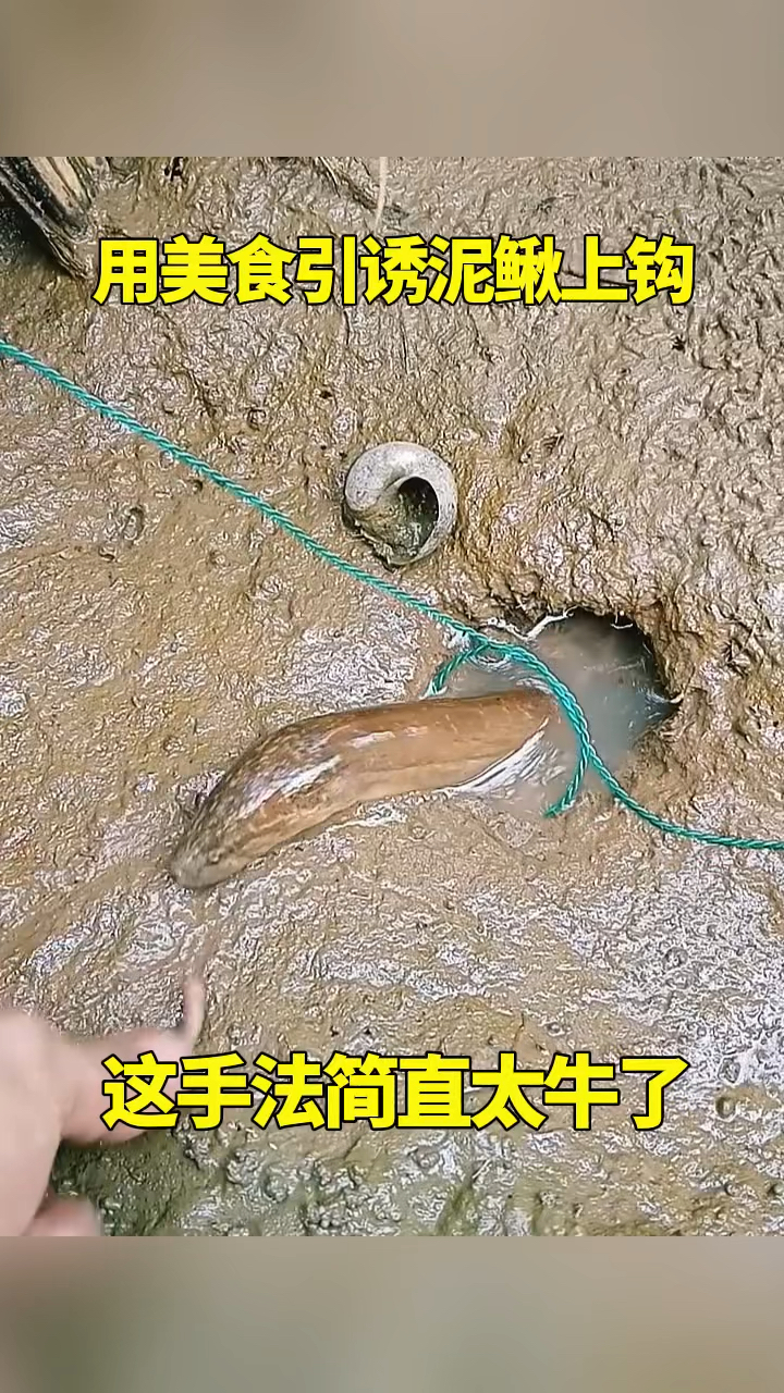 用美食引诱泥鳅上钩,这手法简直太牛了!