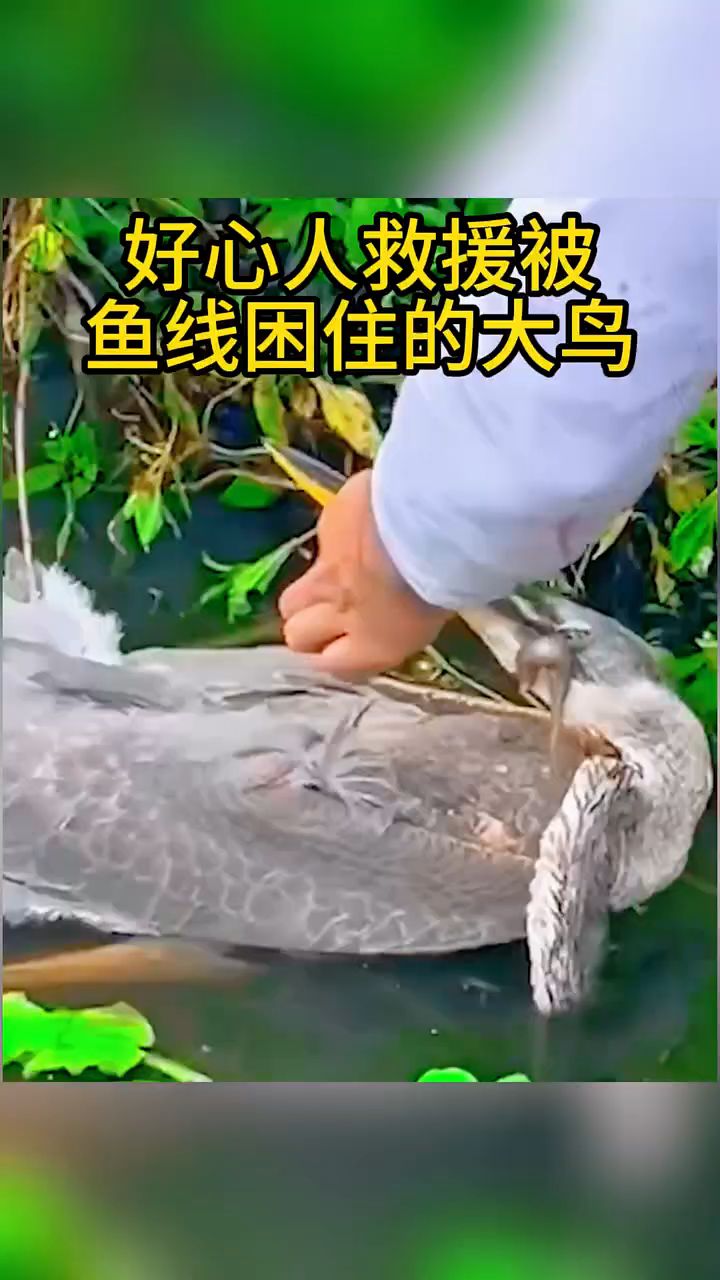 #好心人救援被鱼线困住的大鸟#鸟#动物世界#动物救援