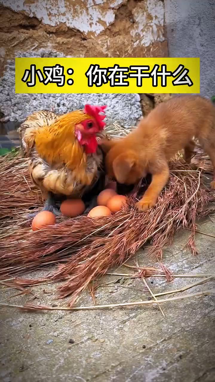 ##小鸡:你在干什么 #动物世界#鸡#动物搞笑