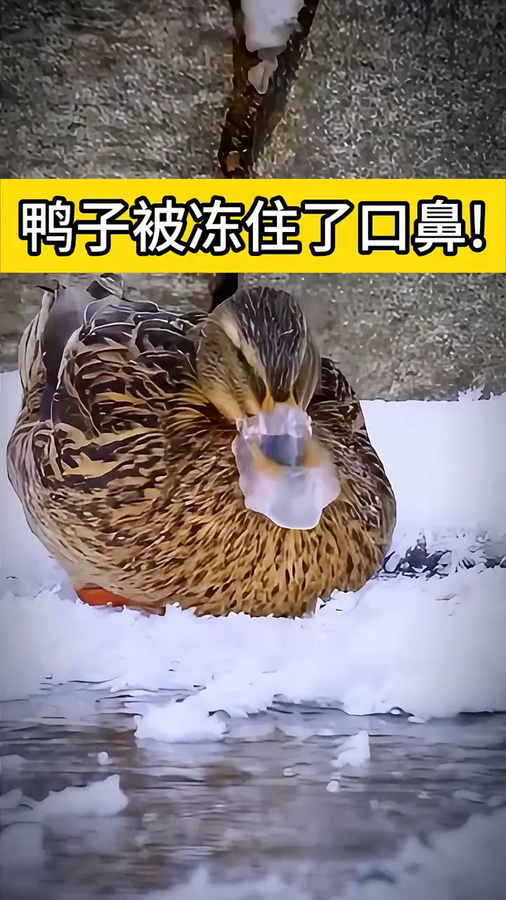 #鸭子被冻住了口鼻! #动物世界#鸭子#满级动物