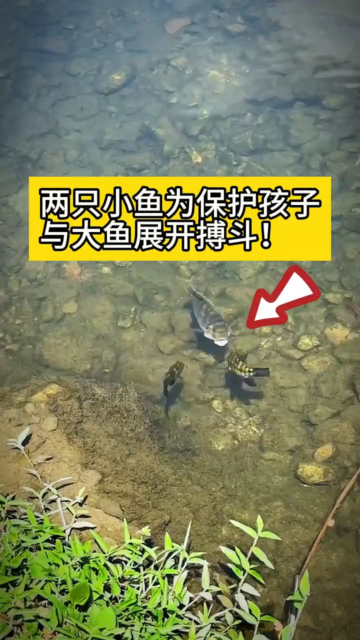 #两只小鱼为保护孩子与大鱼展开搏斗!#动物世界#鱼