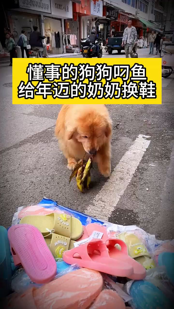 #懂事的狗狗叼鱼给年迈的奶奶换鞋 #动物世界#狗狗#满级动物