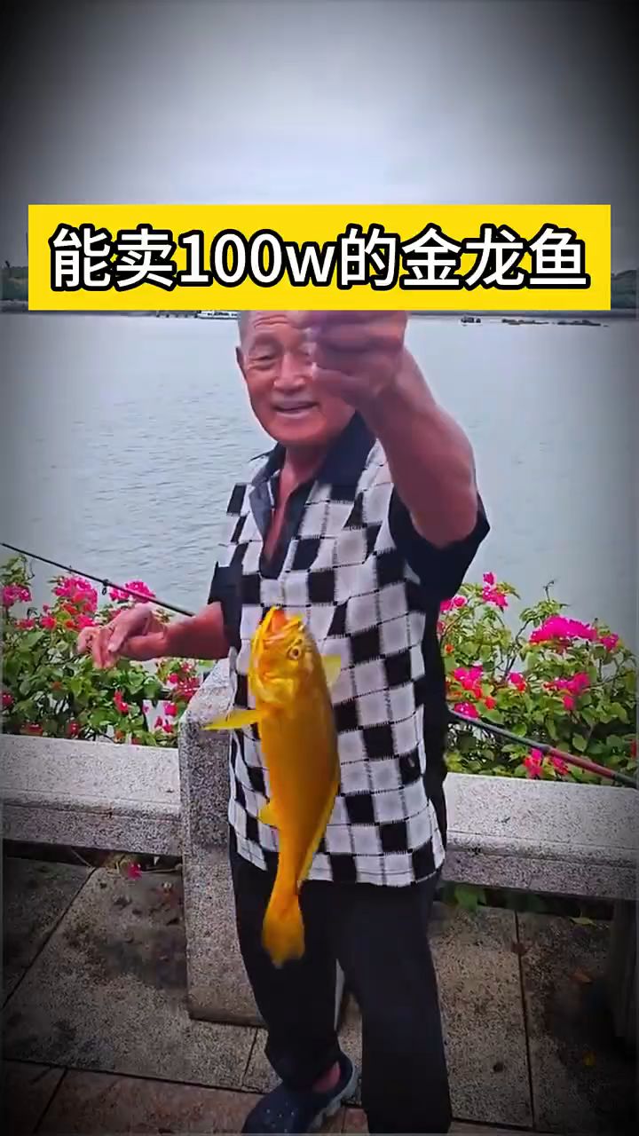 #能卖100w的金龙鱼 #动物世界#金龙鱼#满级人类