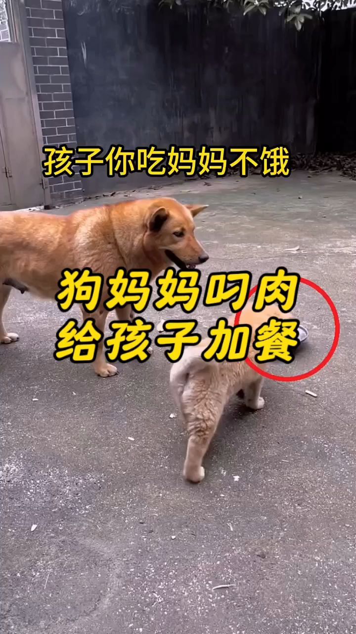 #狗妈妈叼肉给孩子加餐!#狗狗#动物世界#母爱