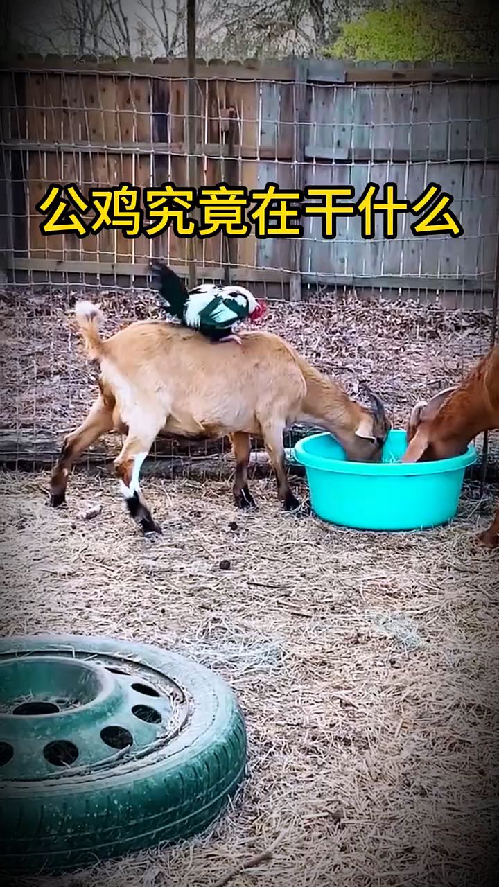 #公鸡究竟在干什么 #动物世界#公鸡#满级动物