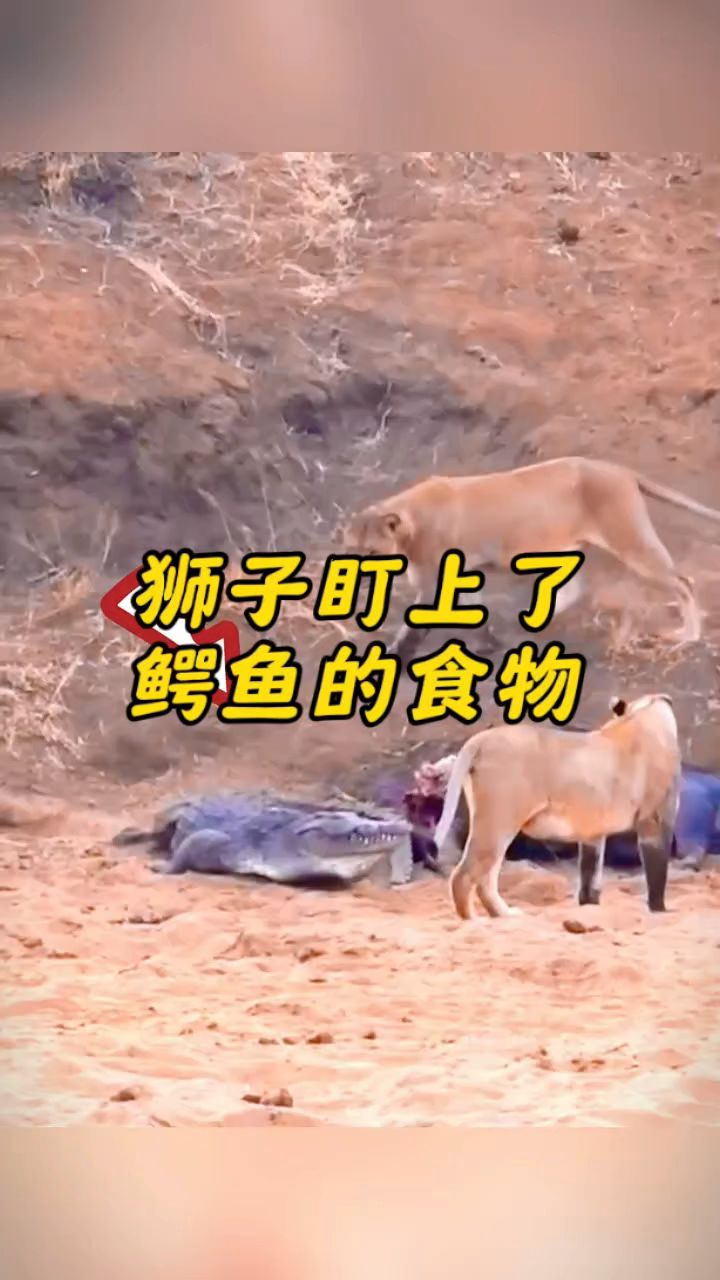 #狮子盯上了鳄鱼的食物#狮子#鳄鱼#动物世界