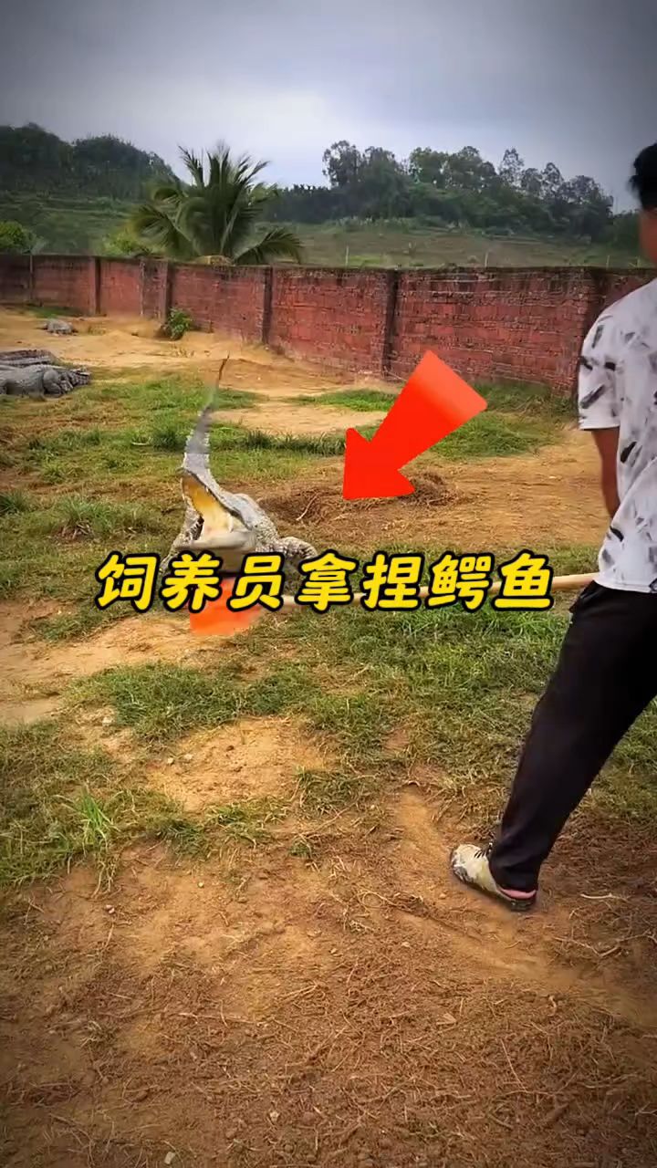 #饲养员拿捏鳄鱼#动物世界#鳄鱼#满级人类