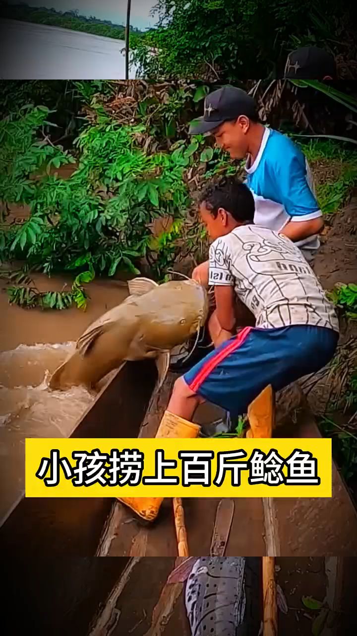 #小孩捞上百斤鲶鱼 #动物世界#关注非洲生活#鲶鱼