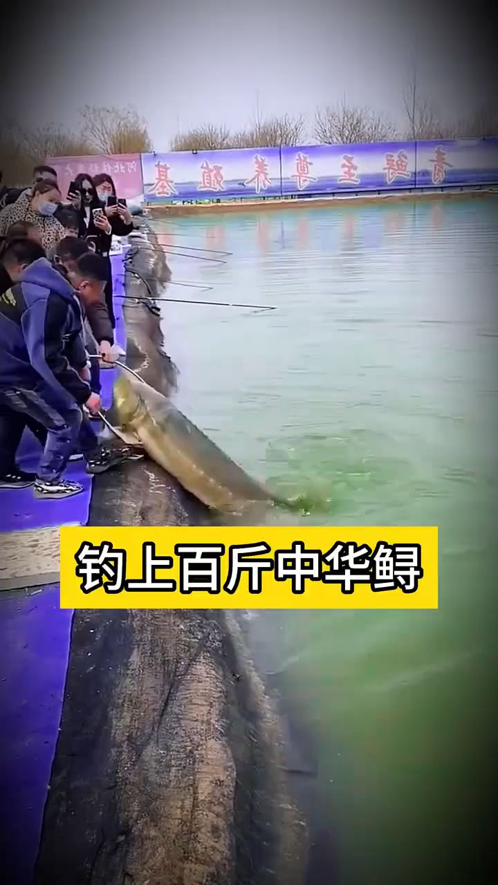 #钓上百斤中华鲟 #动物世界 #满级人类 #中华鲟