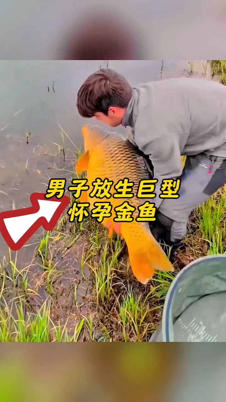#男子放生巨型怀孕金鱼！#金鱼#放生#动物世界