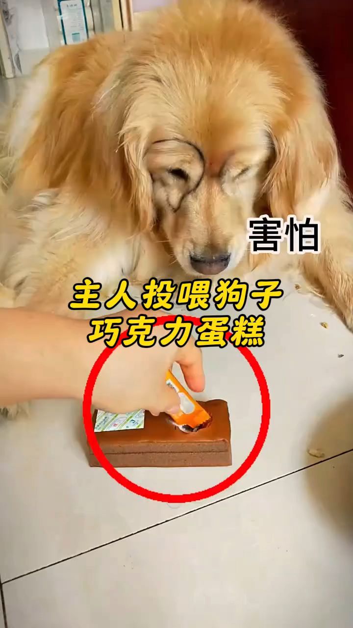 ##主人投喂狗子巧克力蛋糕 #狗狗#动物世界#保护动物