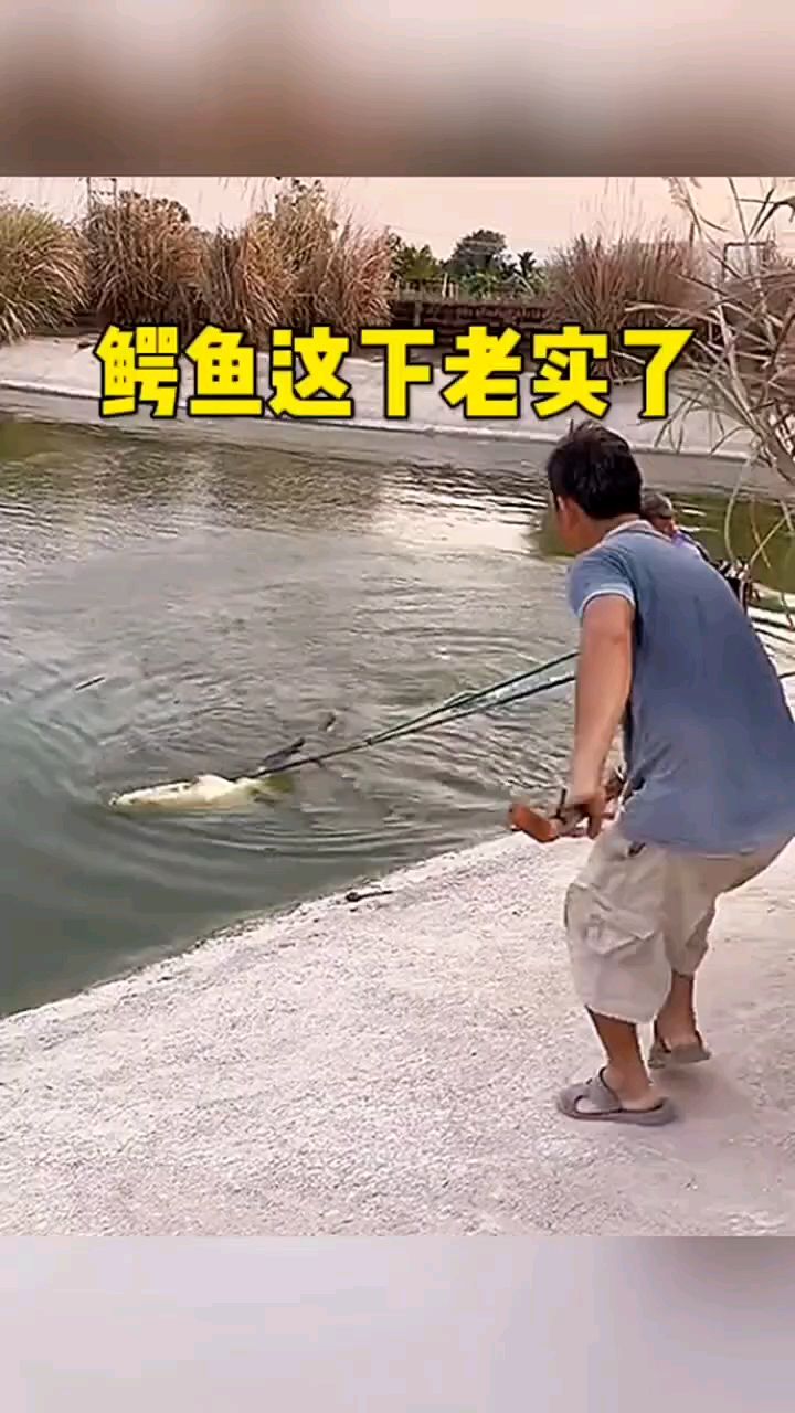 #鳄鱼这下老实了#动物搞笑配音#动物搞笑视频