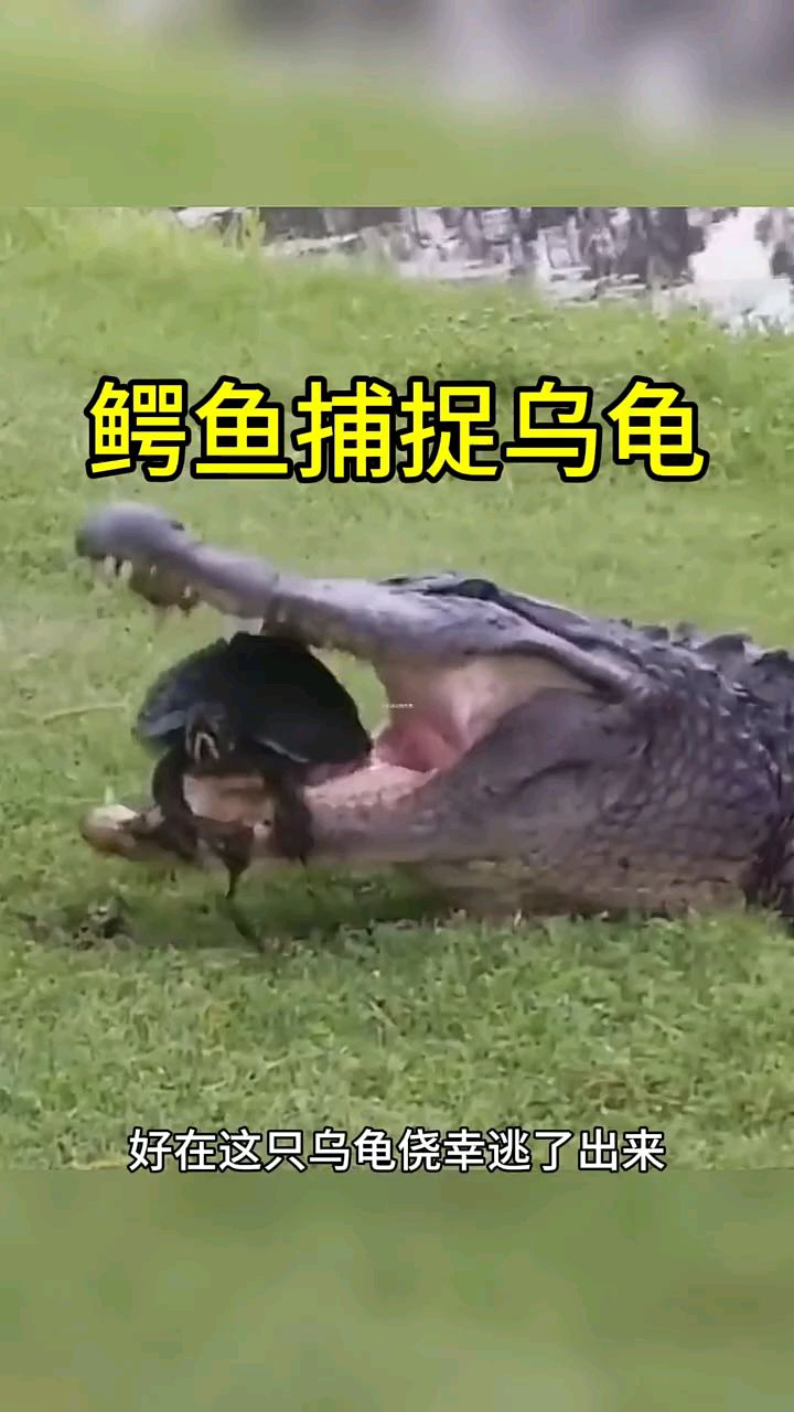 #鳄鱼的咬合力竟如此厉害,短短时间就让鳄龟失去招架! #鳄鱼