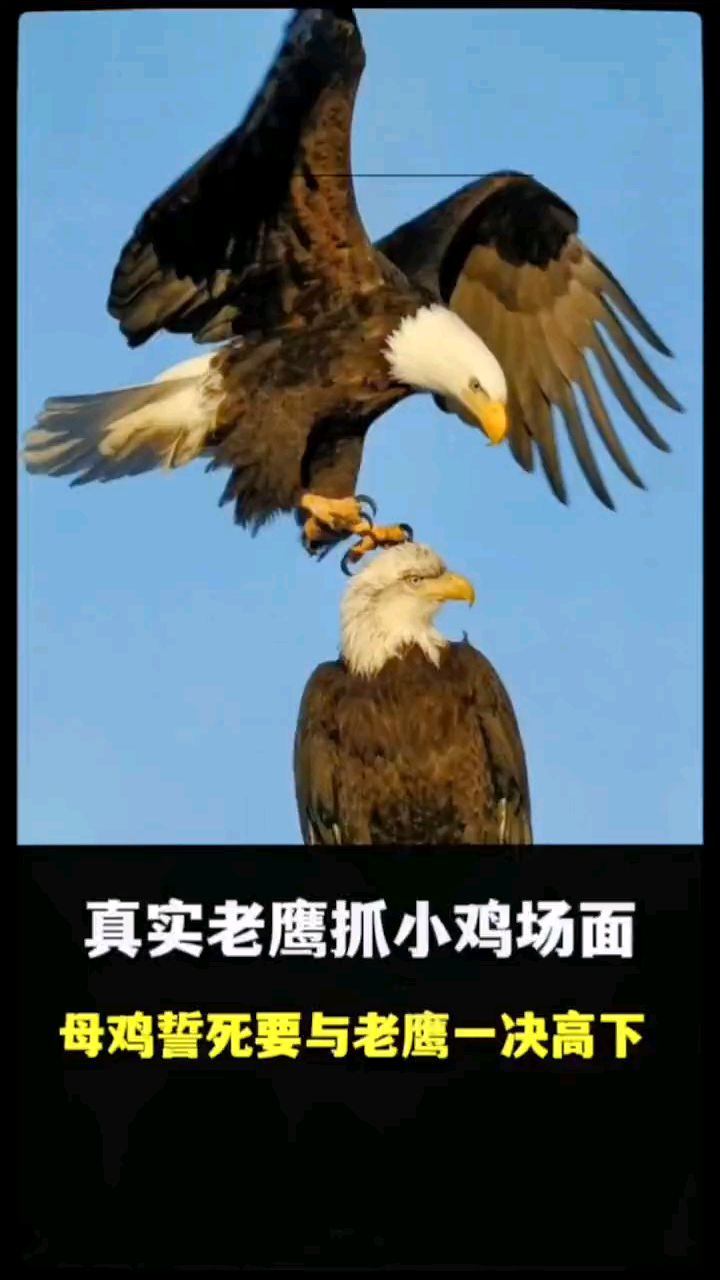 #老鹰捉小鸡真实场面，母鸡誓死与老鹰一决高下 #野生动物零距离