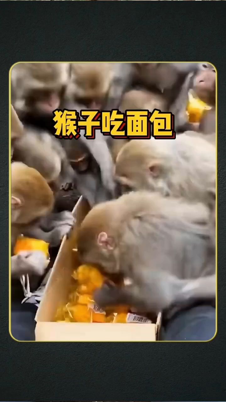 #猴子吃面包 #动物世界