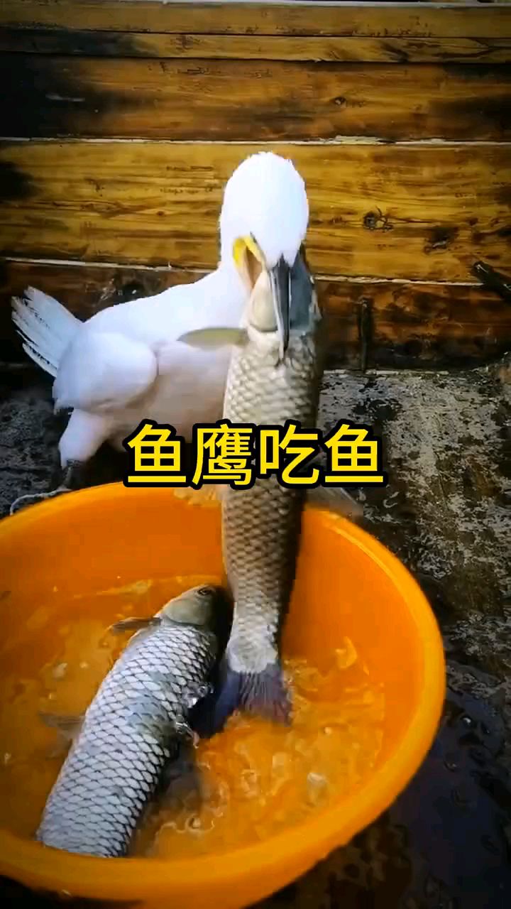 #鱼鹰吃鱼 #动物世界#鱼鹰#