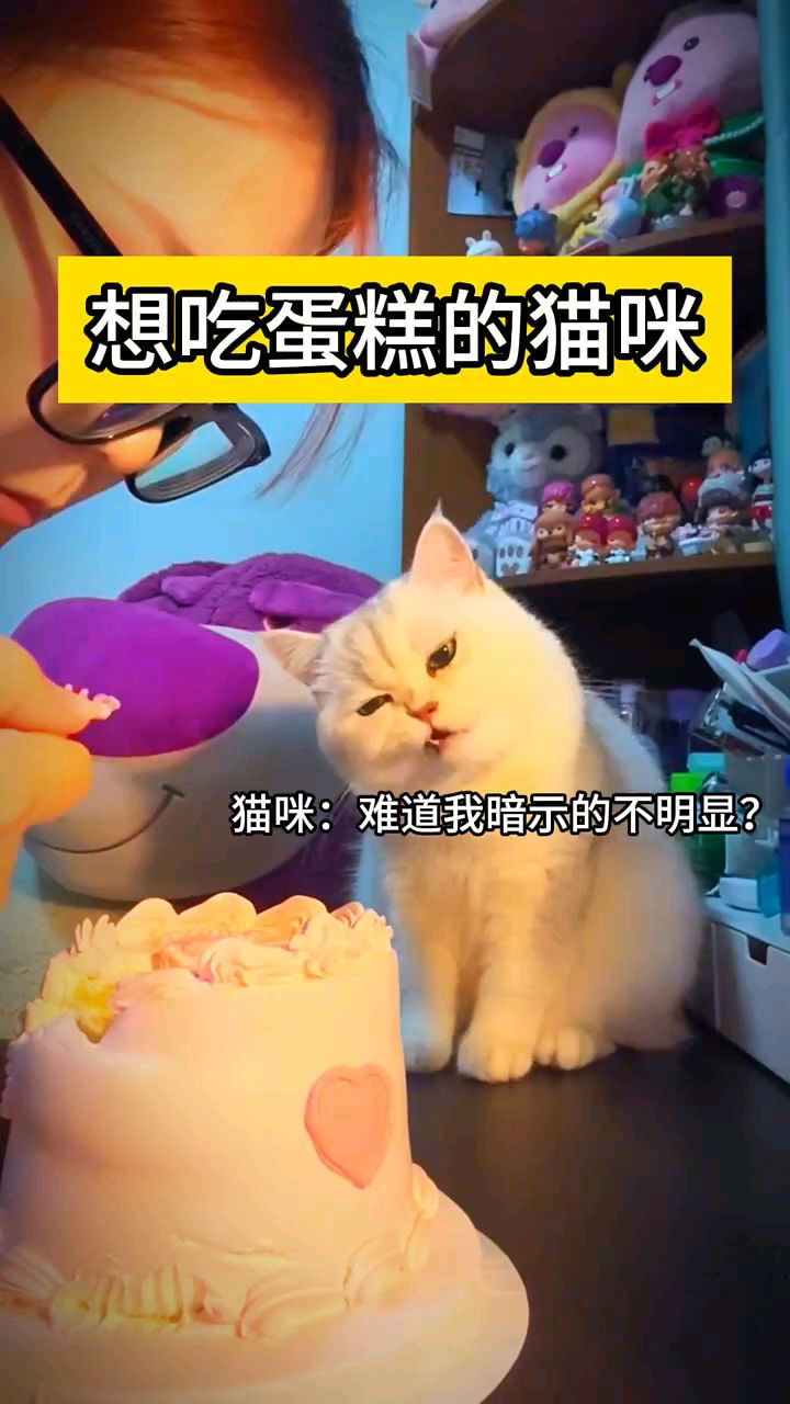#想吃蛋糕的猫咪 #动物世界#猫咪#搞笑动物#小猫咪的迷惑行为