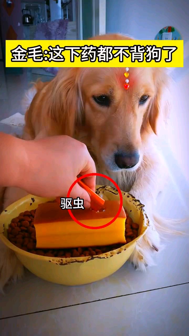 #金毛：这下药都不背狗了#动物世界#狗狗#满级动物