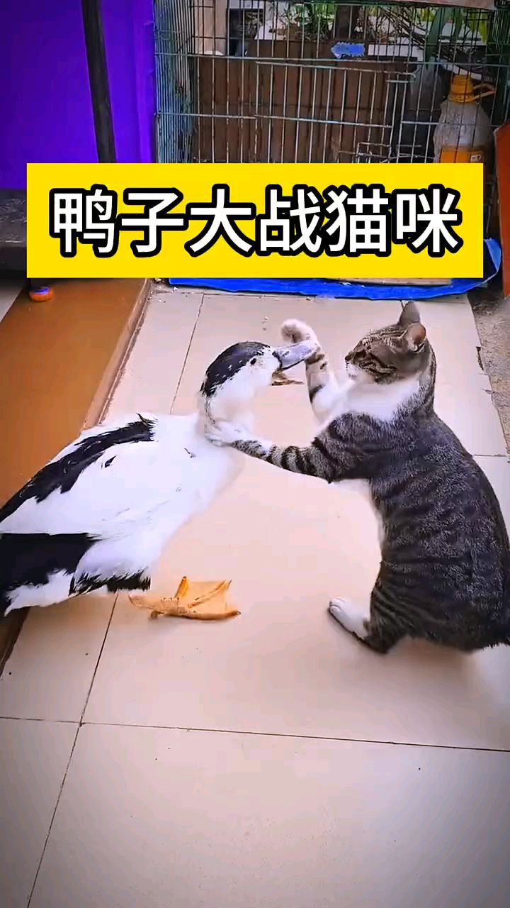 #鸭子大战猫咪 #动物世界#鸭子#猫咪